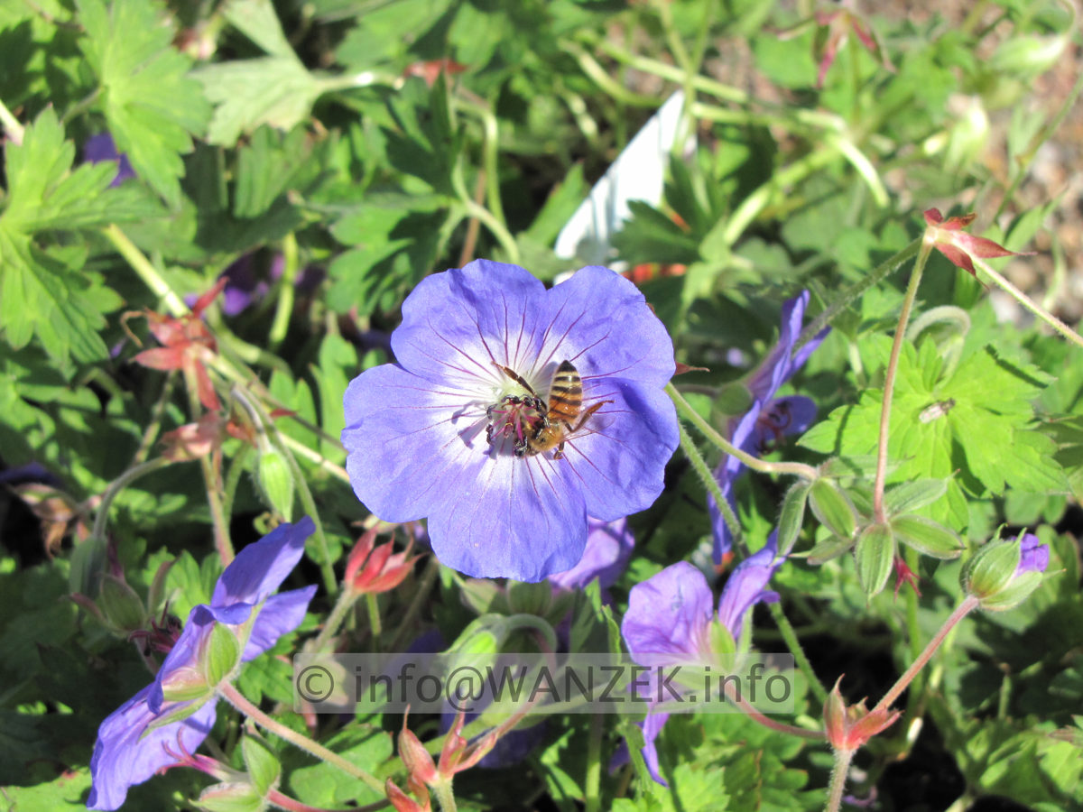 Geranium Hybride Rozanne - Bluetenmacro 1C.JPG